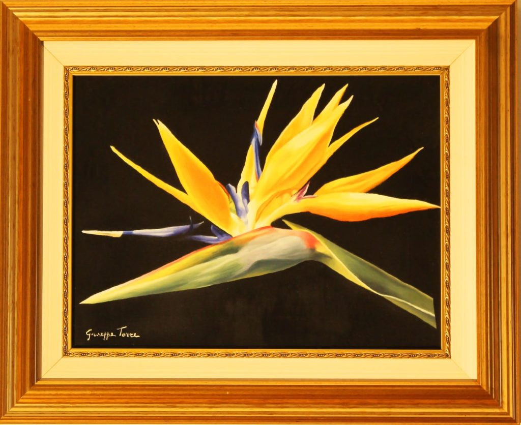 Iris